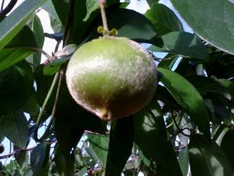 castanha de cipo,Amendoim de cipo,chestnut vine,peanut vine